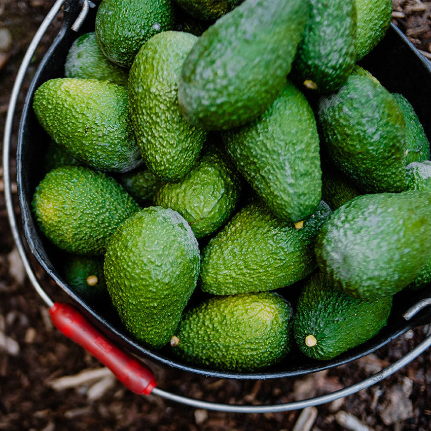 Avocado Hass Biologici – Vulcano Box Freschezza Siciliana