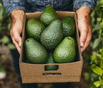 Avocado Hass Biologici – Vulcano Break Box 8 pz