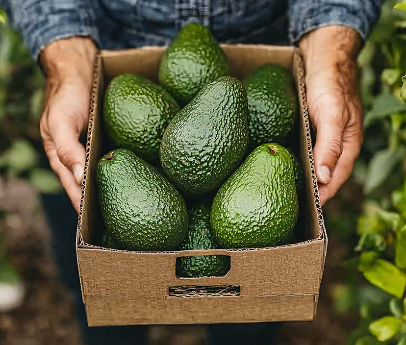 Avocado Hass Biologici – Vulcano Break Box 8 pz