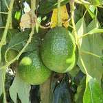 Avocado Reed Biologico Siciliano – Vulcano Box | Frutta Bio Fresca di Stagione