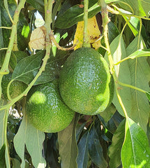 Avocado Reed Biologico Siciliano – Vulcano Box | Frutta Bio Fresca di Stagione